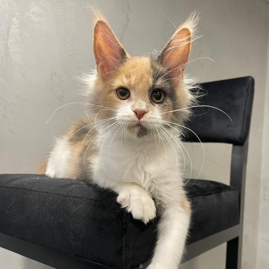 Nelly Maine Coon female, blue tortie bicolour