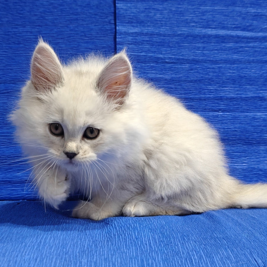 Nelson Maine Coon male, black silver shaded