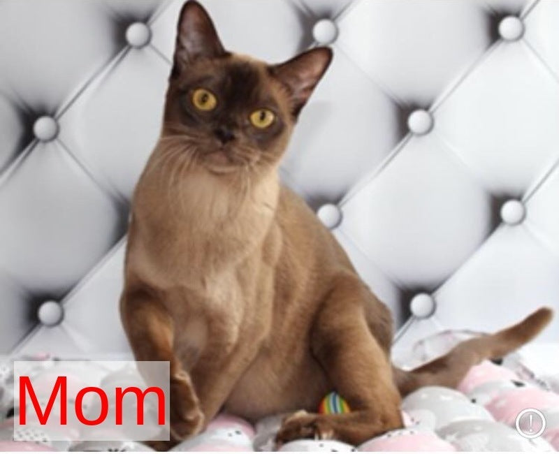 Zair Burmese male chocolate - live animals
