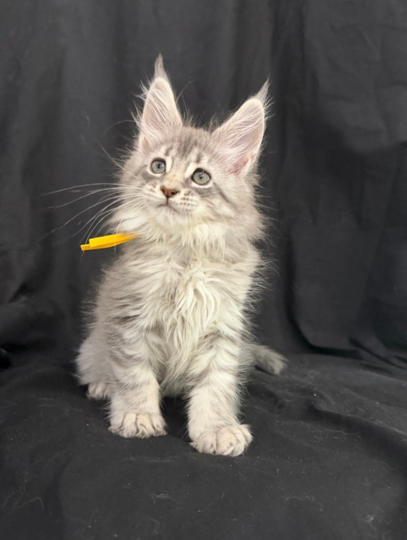 Zelda Maine Coon female, blue silver tabby