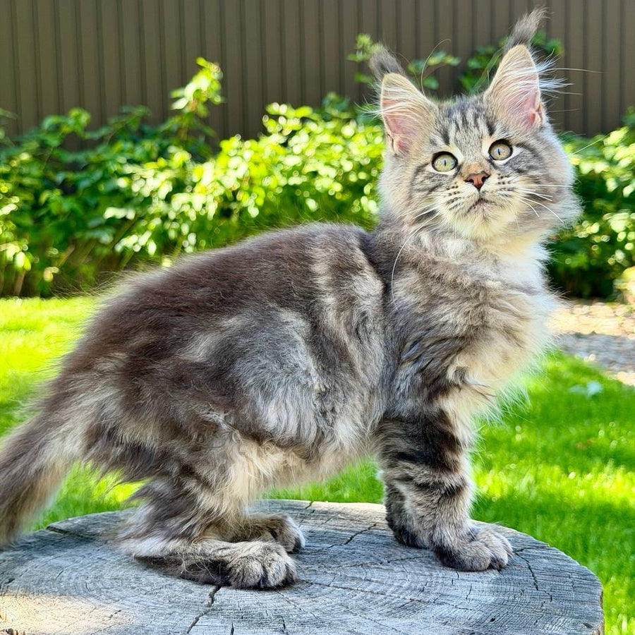 Nalla Maine Coon female, black tabby