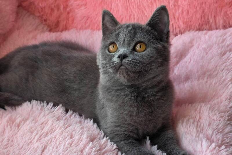 Caitlin British Shorthair female, blue