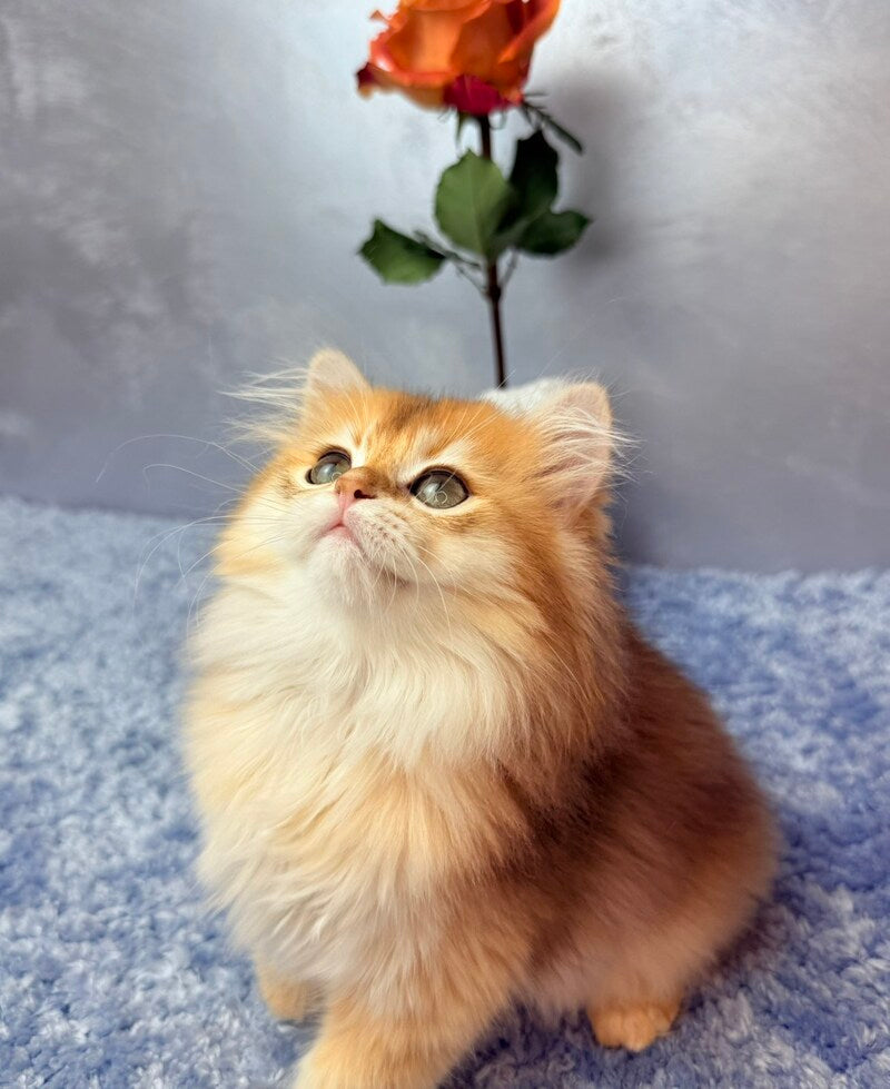 Dusha Scottish Straight female black golden shaded - live animals