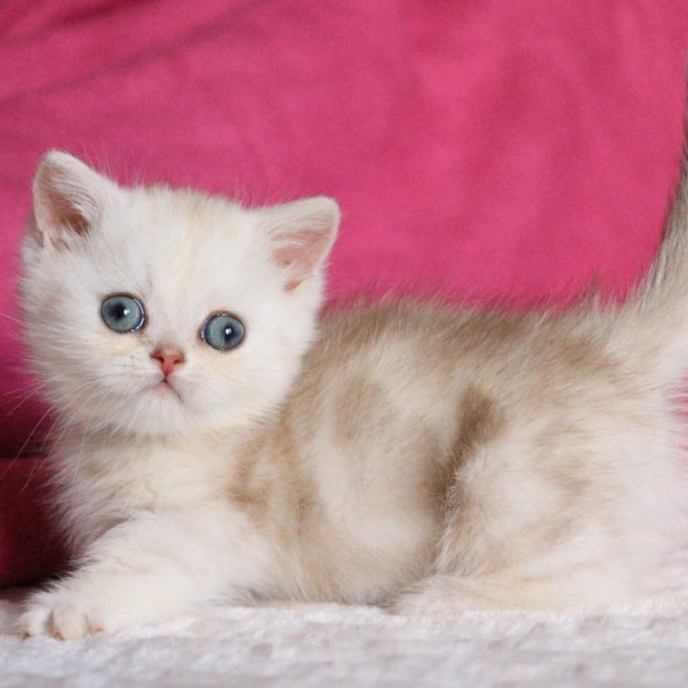 Zucchi Munchkin male, blue silver tabby