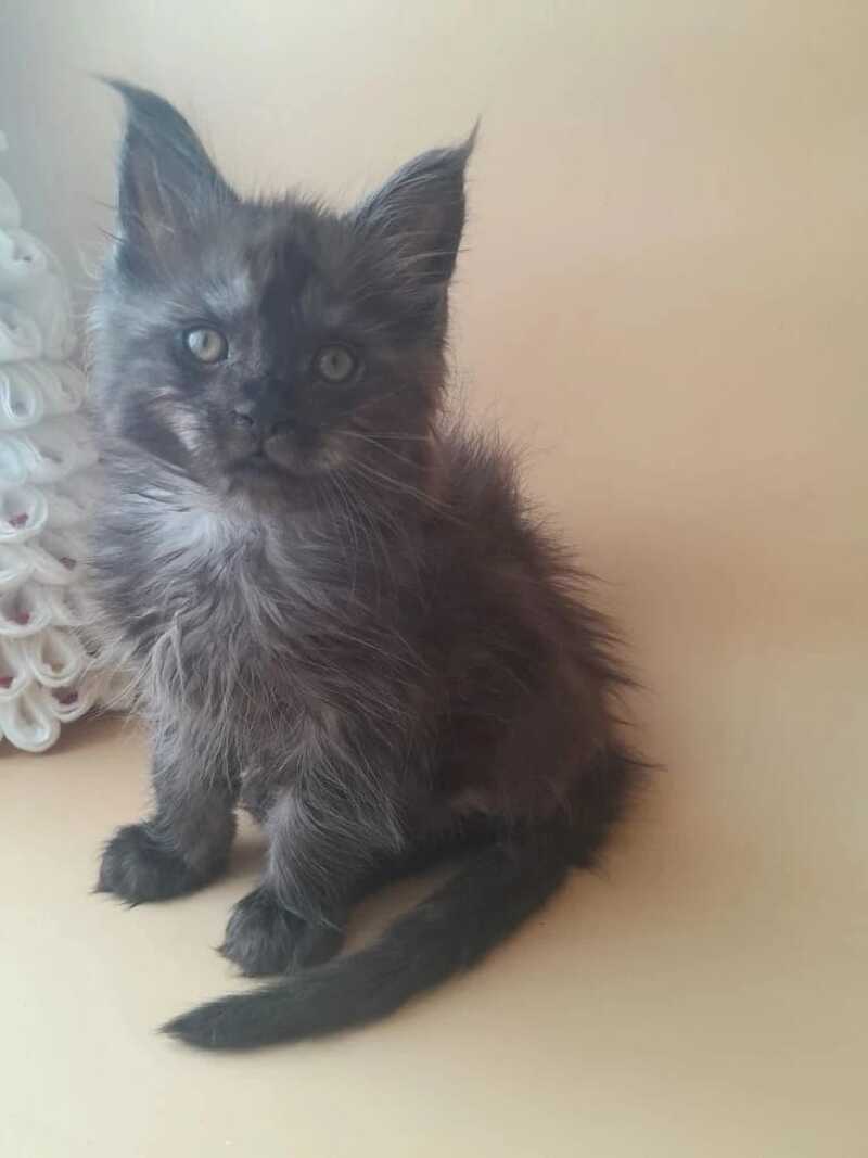 Dustin Maine Coon male black silver live animals