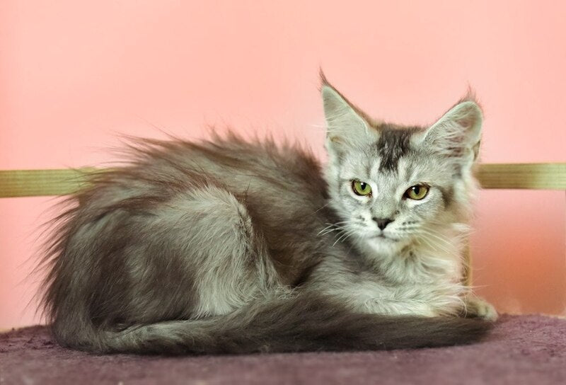 Zabrina Maine Coon female, black silver ticked tabby