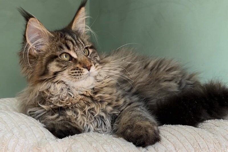 Yolla Maine Coon female, black spotted tabby