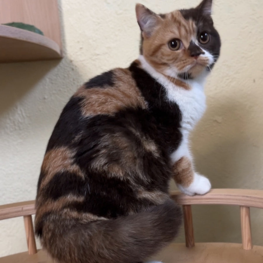 Dream British Shorthair female, chocolate tortie bicolour