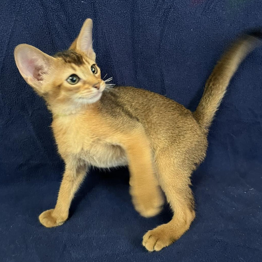 Flora Abyssinian female, black