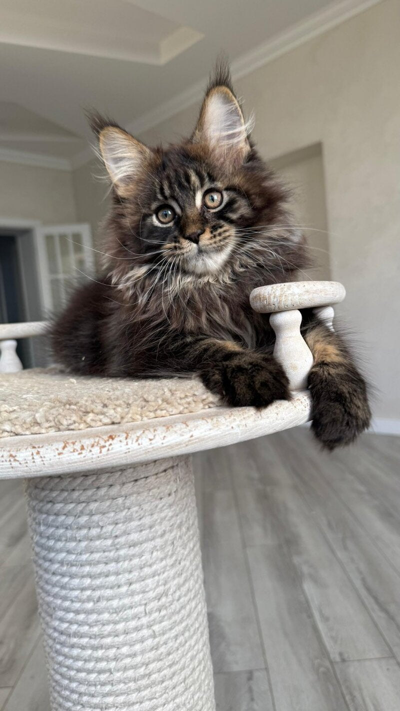 Unicum Maine Coon male, black tabby