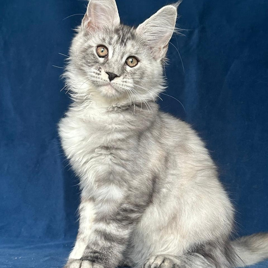 Liya Maine Coon polydactyl 6x6x6x6 female, black tortie silver ticked tabby
