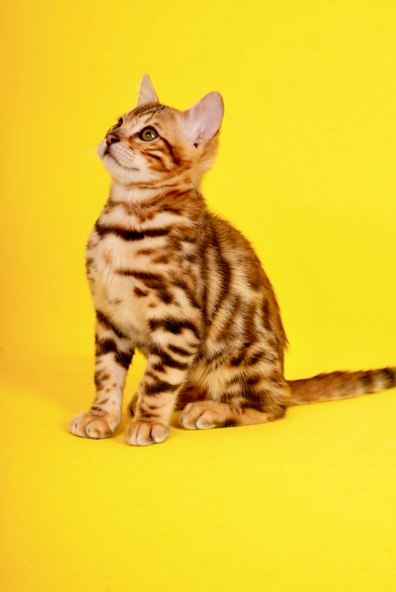 Jayson Bengal male, black spotted tabby
