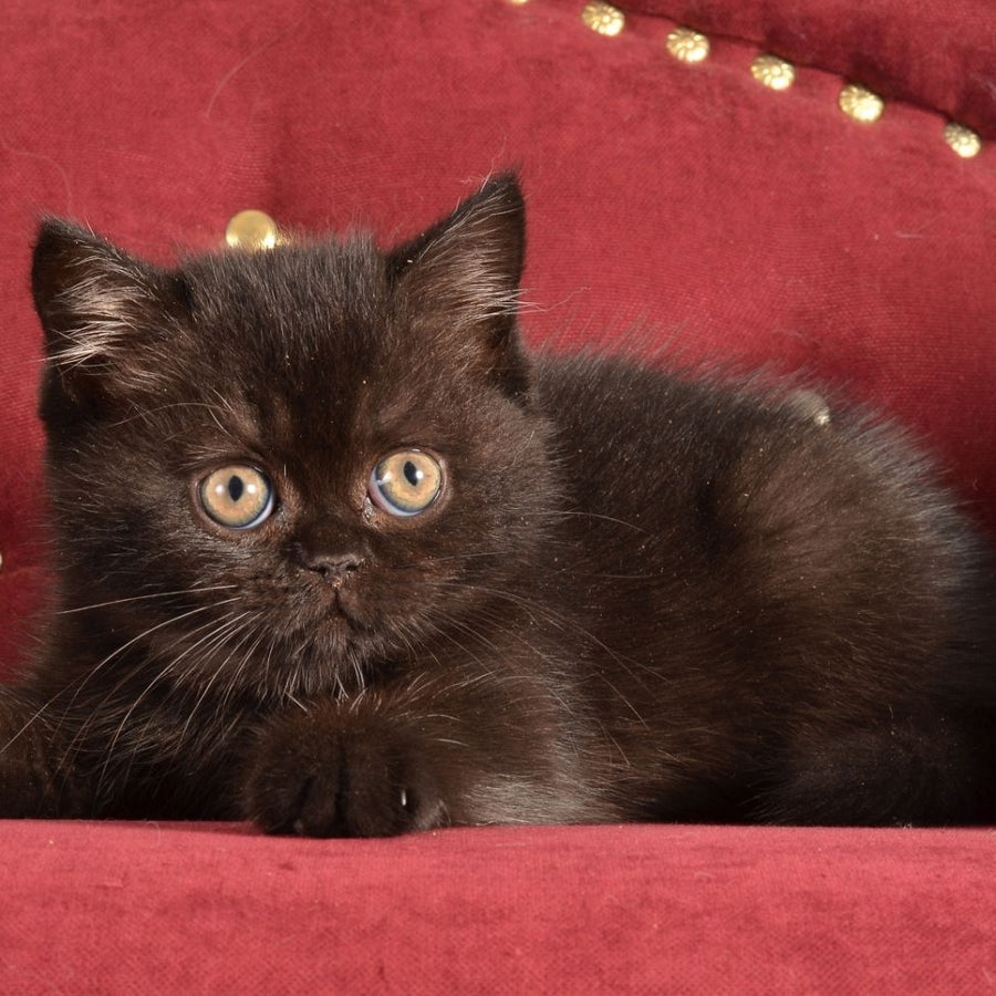 Irma Scottish Straight female, black