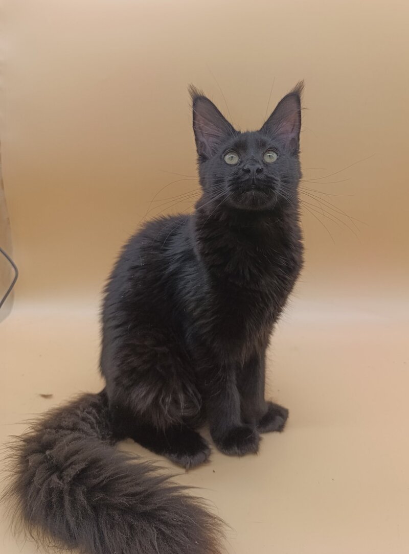Iris Maine Coon female black silver - live animals