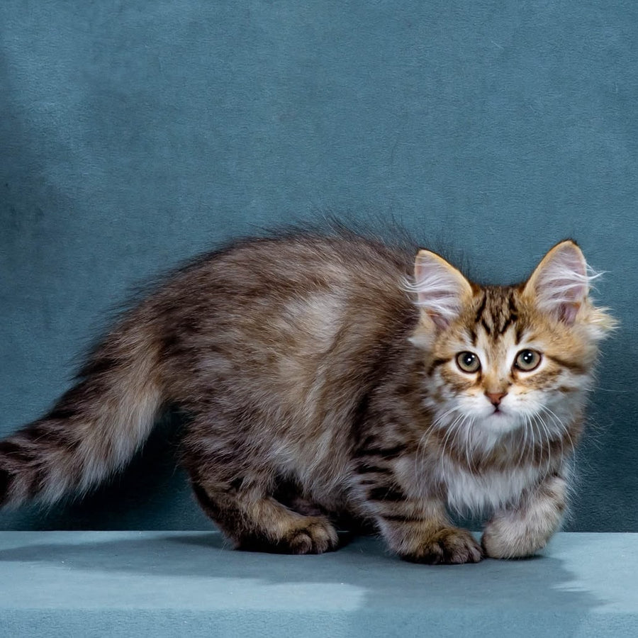 Korzhik Siberian male, black spotted tabby