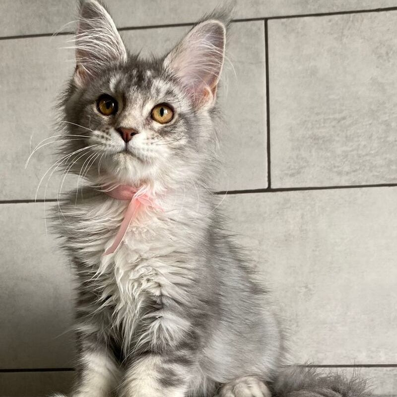 Tartu Maine Coon polydactyl 6x6x6x6 female, black silver tabby