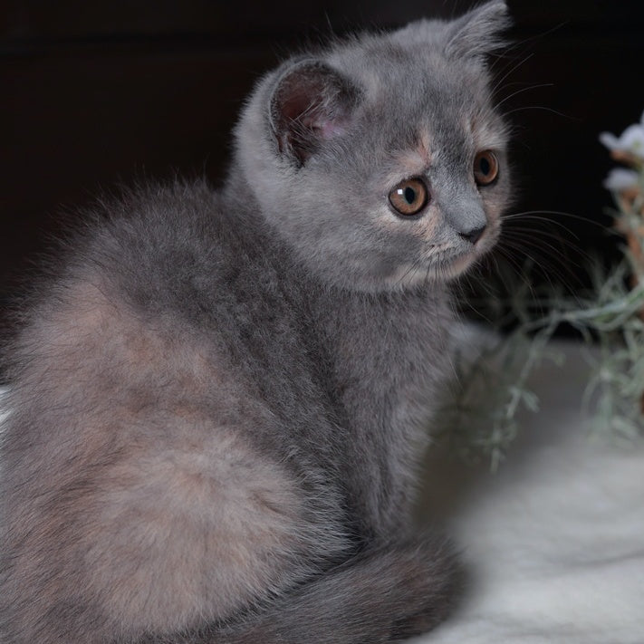 Aivi British Shorthair female, blue tortie