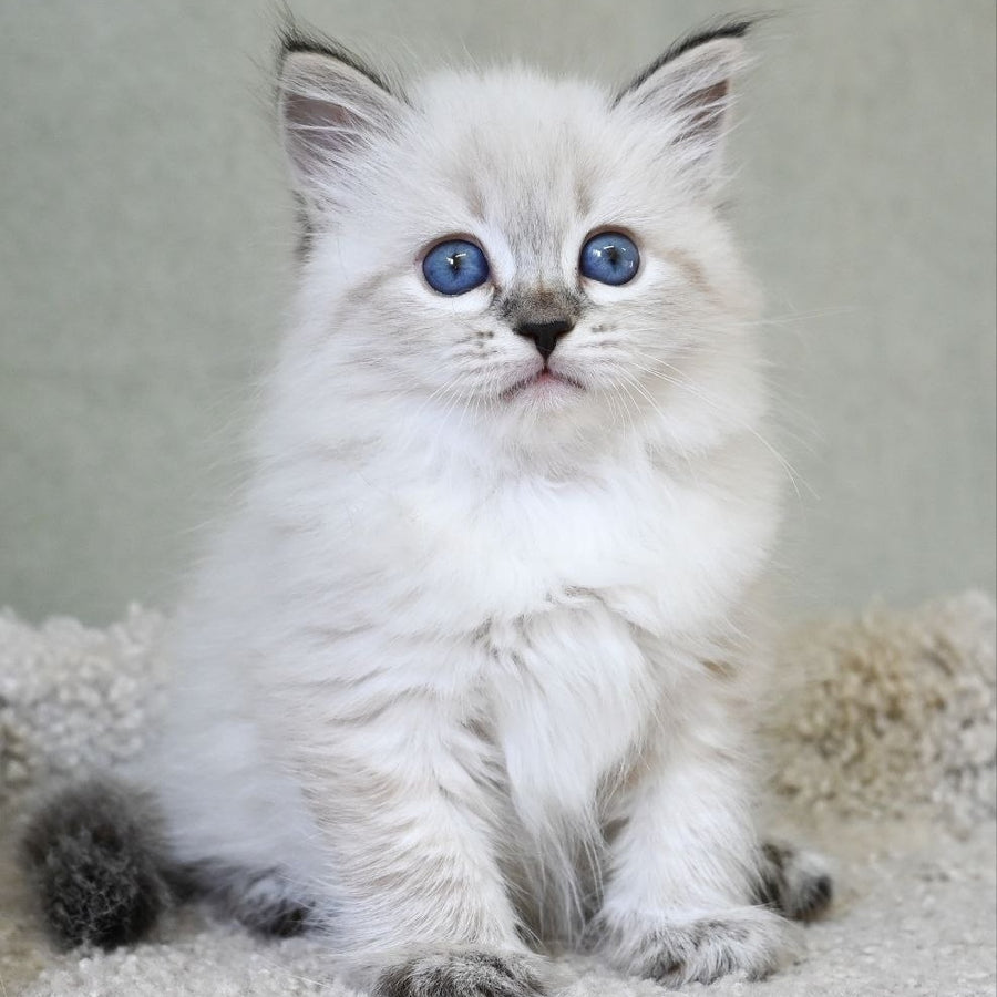 Kassey Siberian male, black tabby pointed