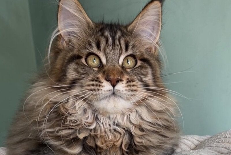 Yolla Maine Coon female, black spotted tabby