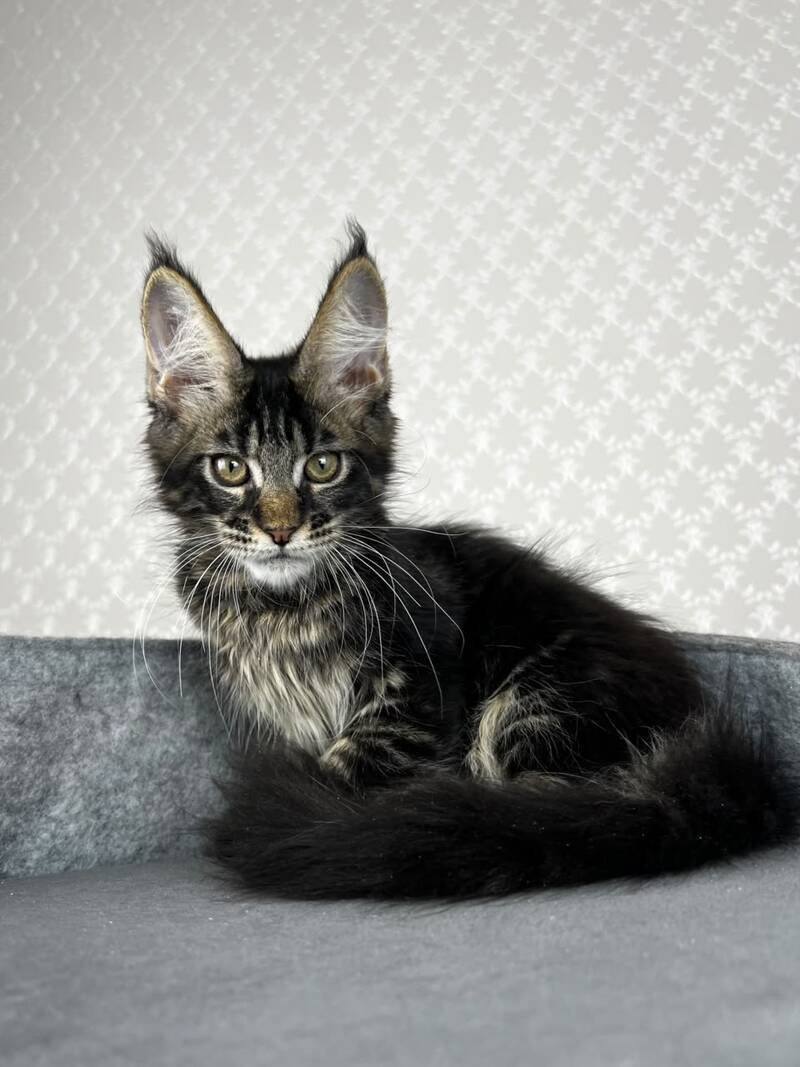 Necko Maine Coon male, black tabby