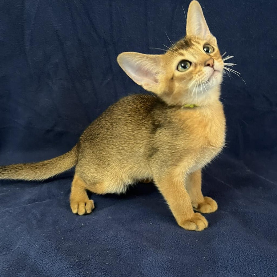 Flora Abyssinian female, black
