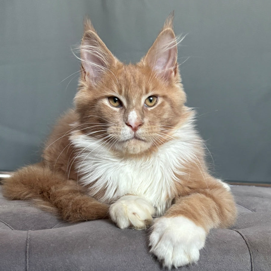 Casper Maine Coon male, cream bicolour