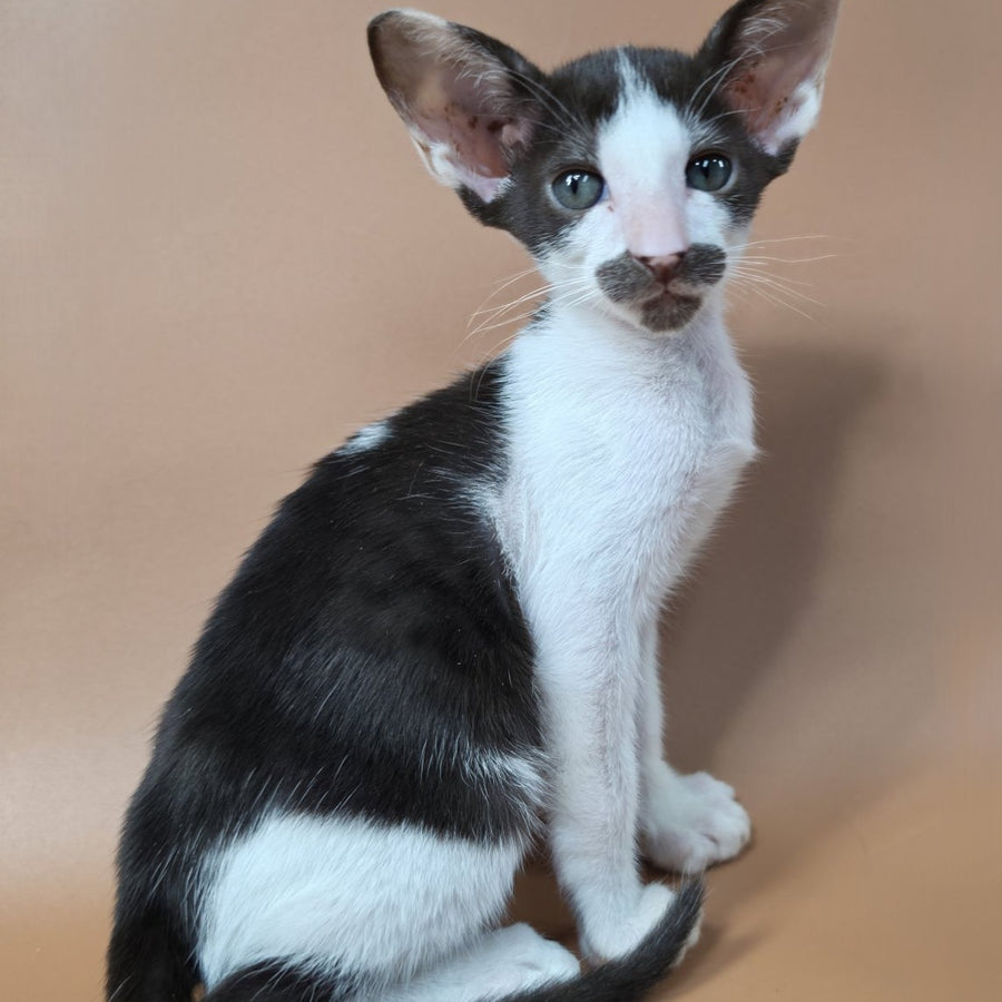 Koji Oriental Shorthair male, chocolate bicolour