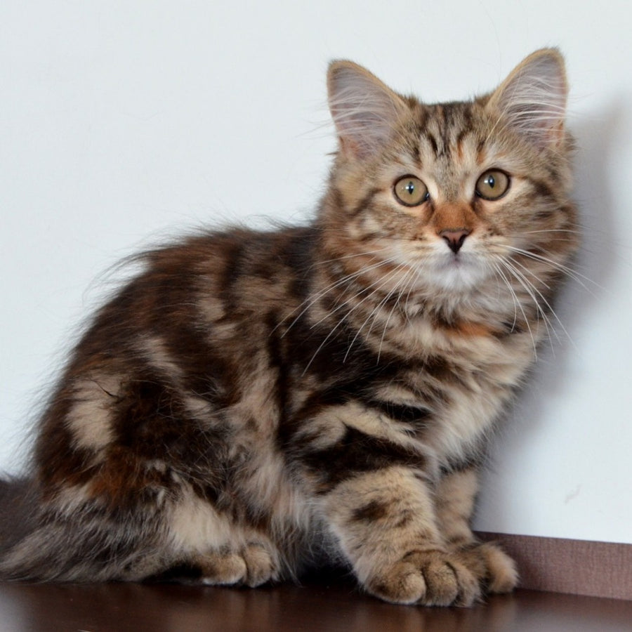Tamina Siberian female, black tortie tabby