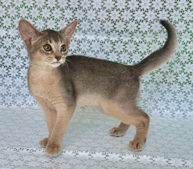 Zhasmin Abyssinian female blue - live animals
