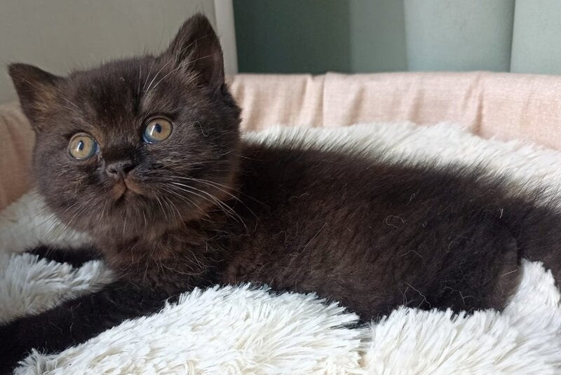 Gerda British Shorthair female, black