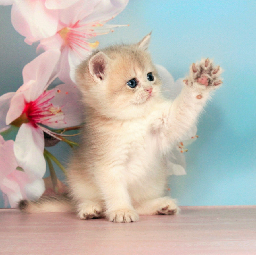Queen British Shorthair female blue golden shaded - live animals