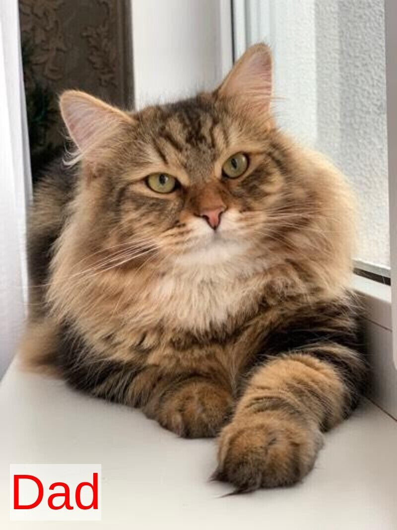 Silvia Siberian female, black tabby
