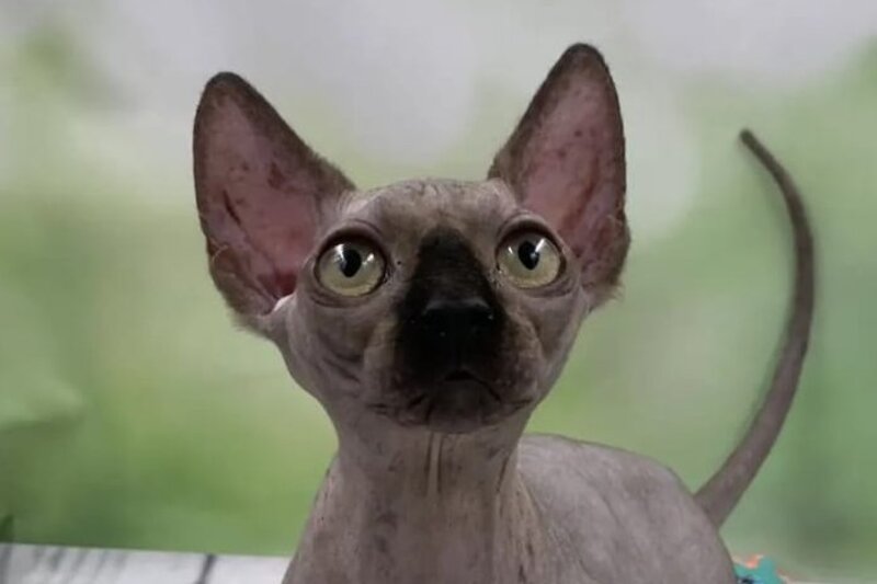 Polina Bambino female black - live animals