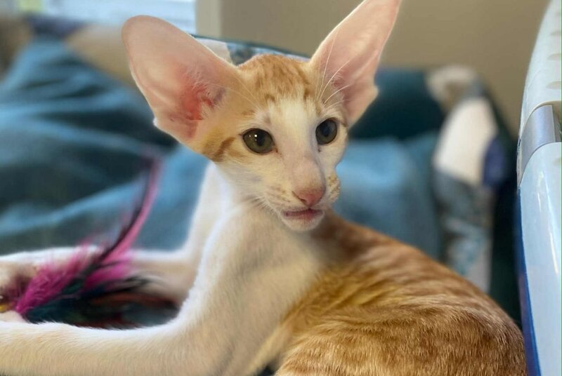 Zoryan Oriental Shorthair male, red spotted tabby bicolour