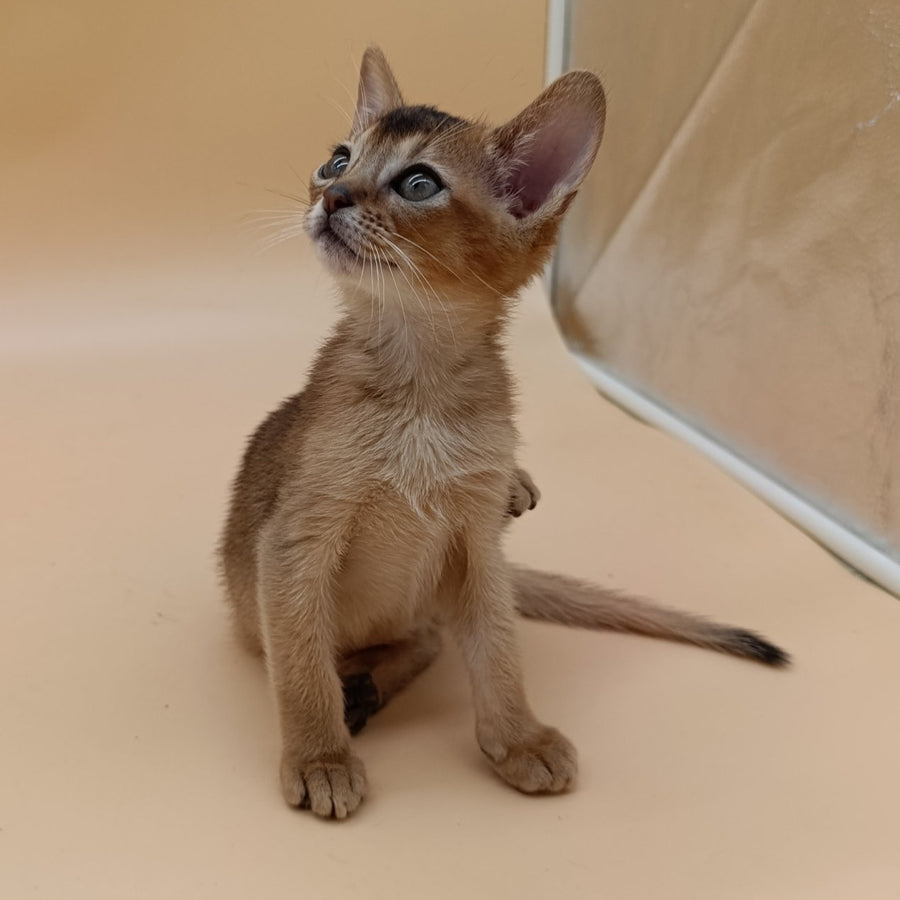 Nelson Abyssinian male, black