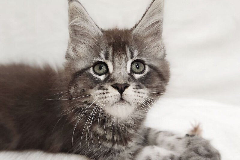 Drayv Maine Coon male, black silver tabby