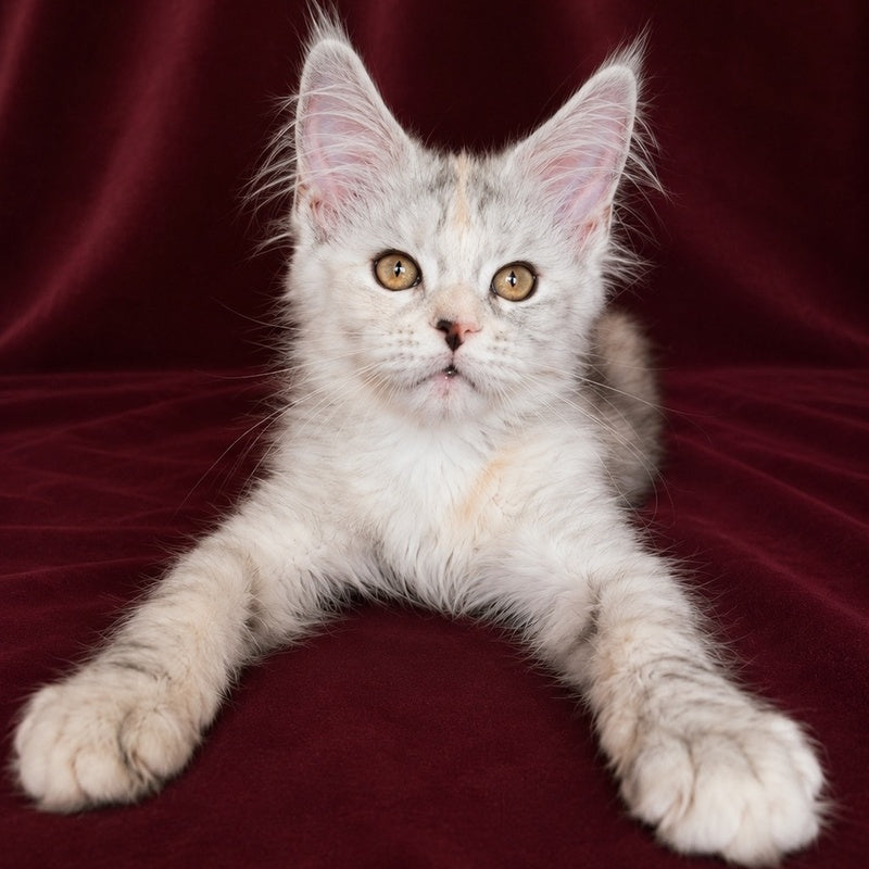 Ise Lilly Maine Coon female, black tortie silver ticked tabby