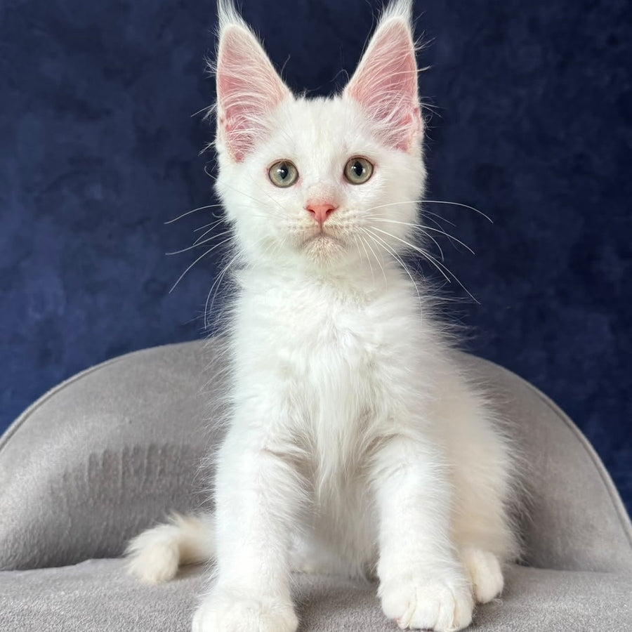 Pamir Maine Coon male, red silver shaded