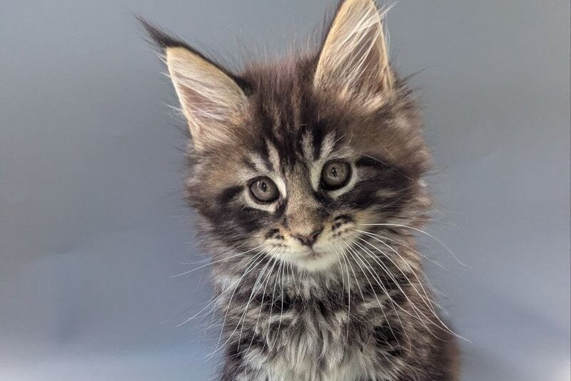 Happy Maine Coon male, black tabby
