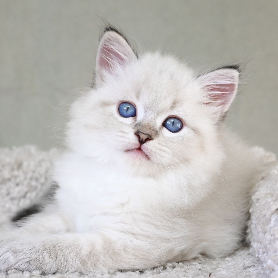 Karat Siberian male, black tabby pointed