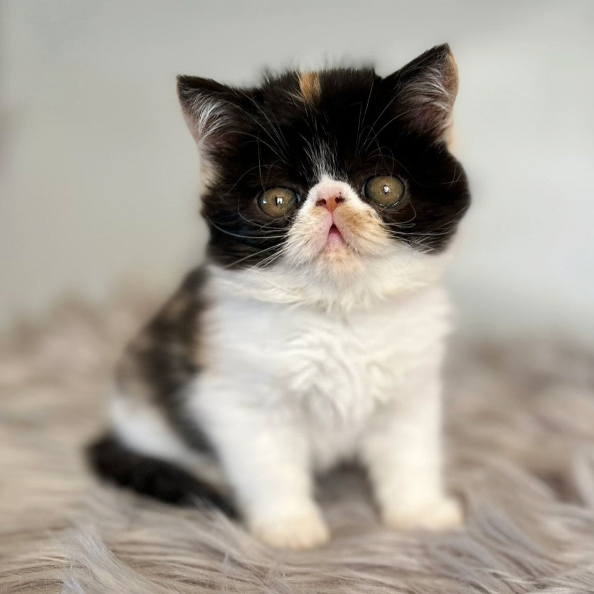 Coco Exotic female, black tortie bicolour
