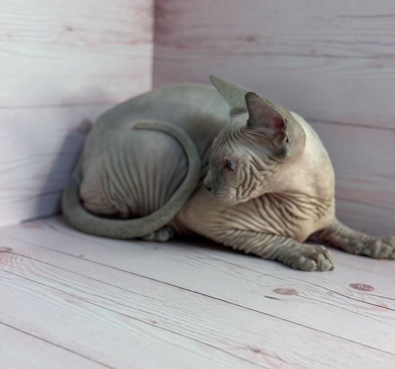 Aslan Canadian Sphynx male, blue pointed