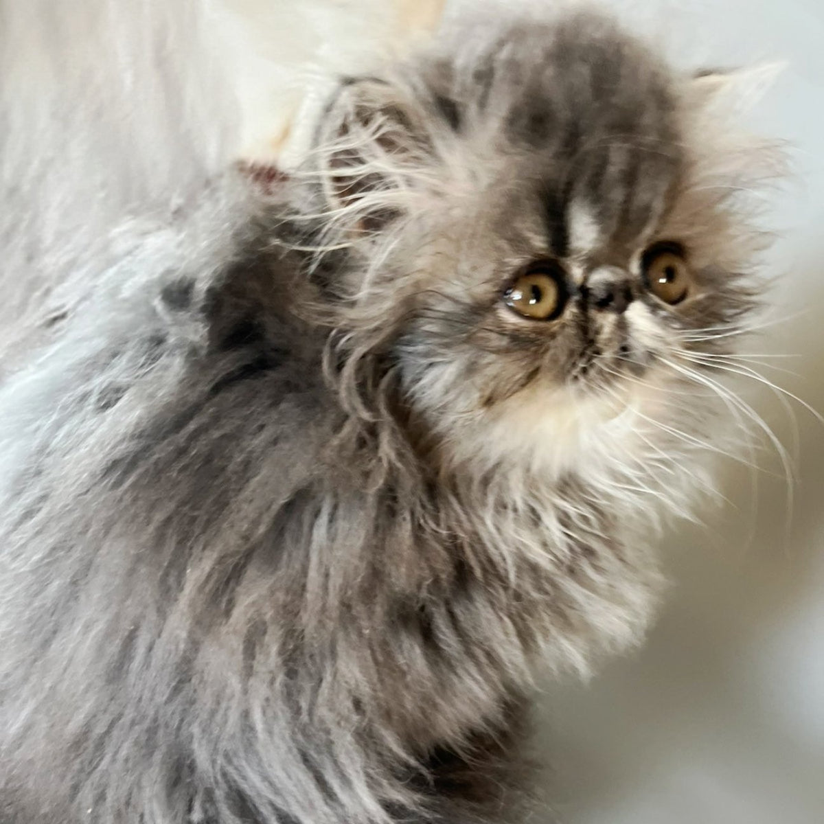 Balloo Persian male, blue silver spotted tabby