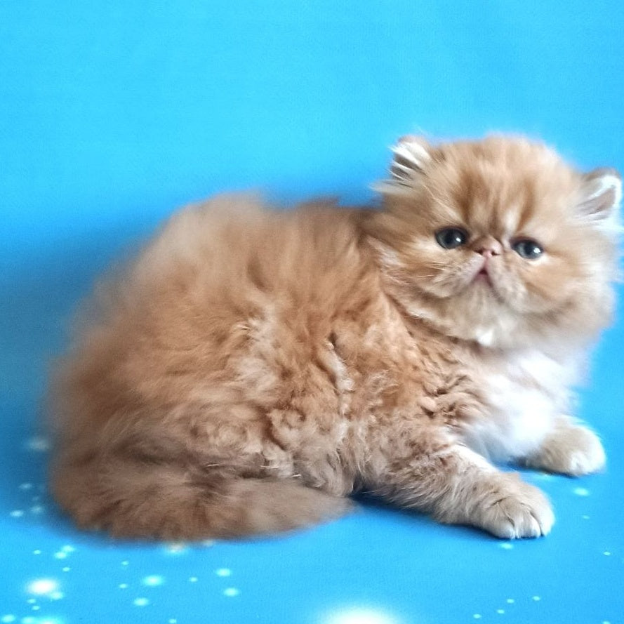 Sonata Persian female, red tabby