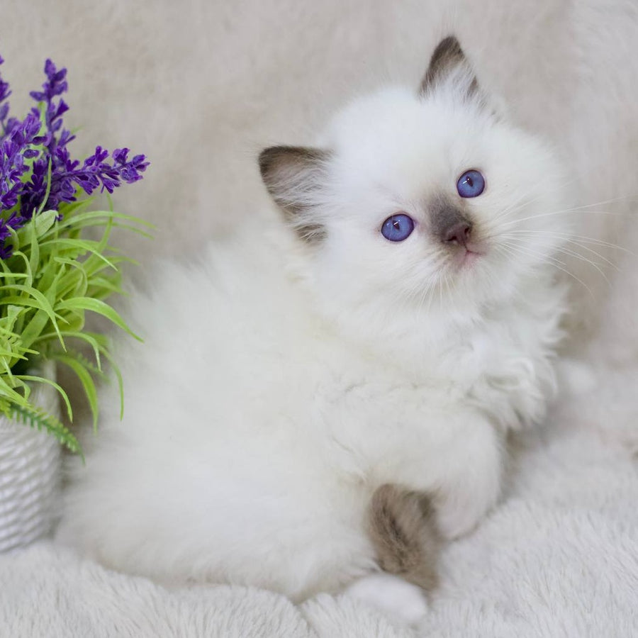 Kimi Ragdoll male, black mitted