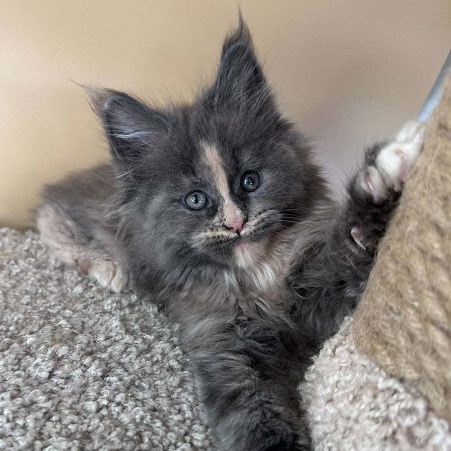Vivian Maine Coon female, blue tortie with white