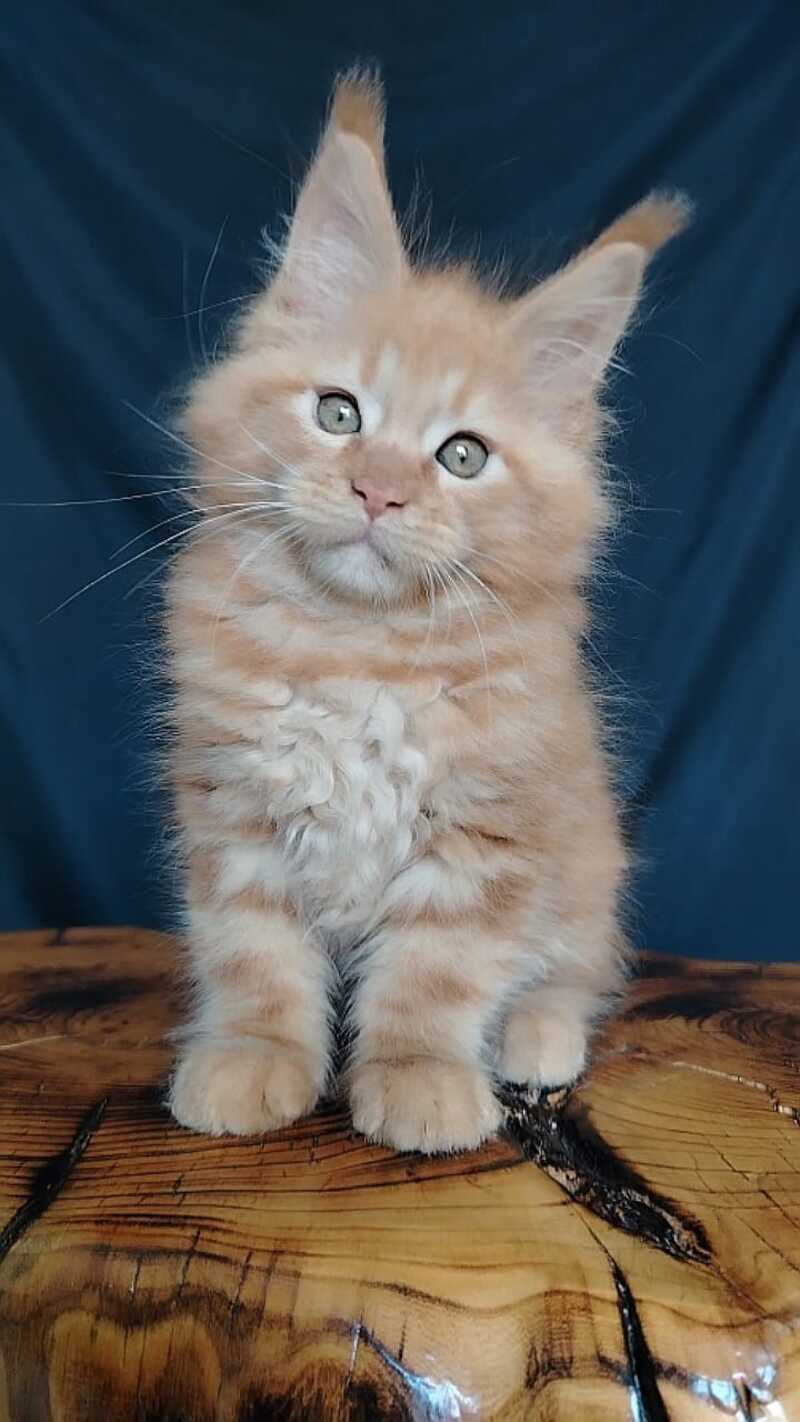 Vivat Maine Coon male red - live animals