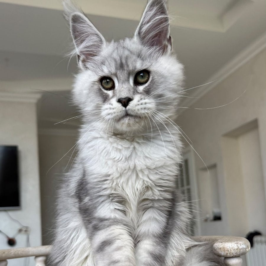 Paris Maine Coon male, black silver tabby