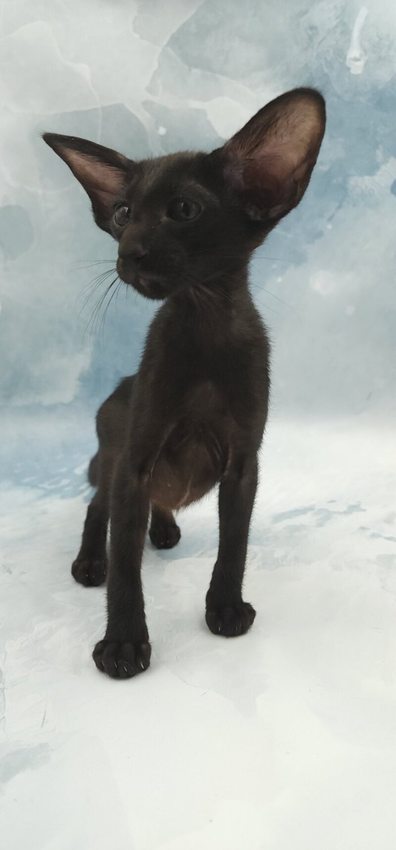 Orville Oriental Shorthair male, black