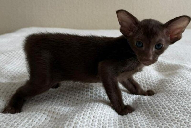 Amira Oriental Shorthair female chocolate - live animals